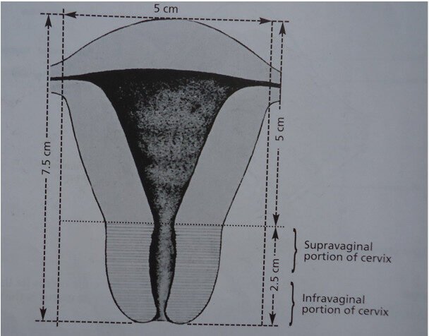 Measurements-of-the-uterus